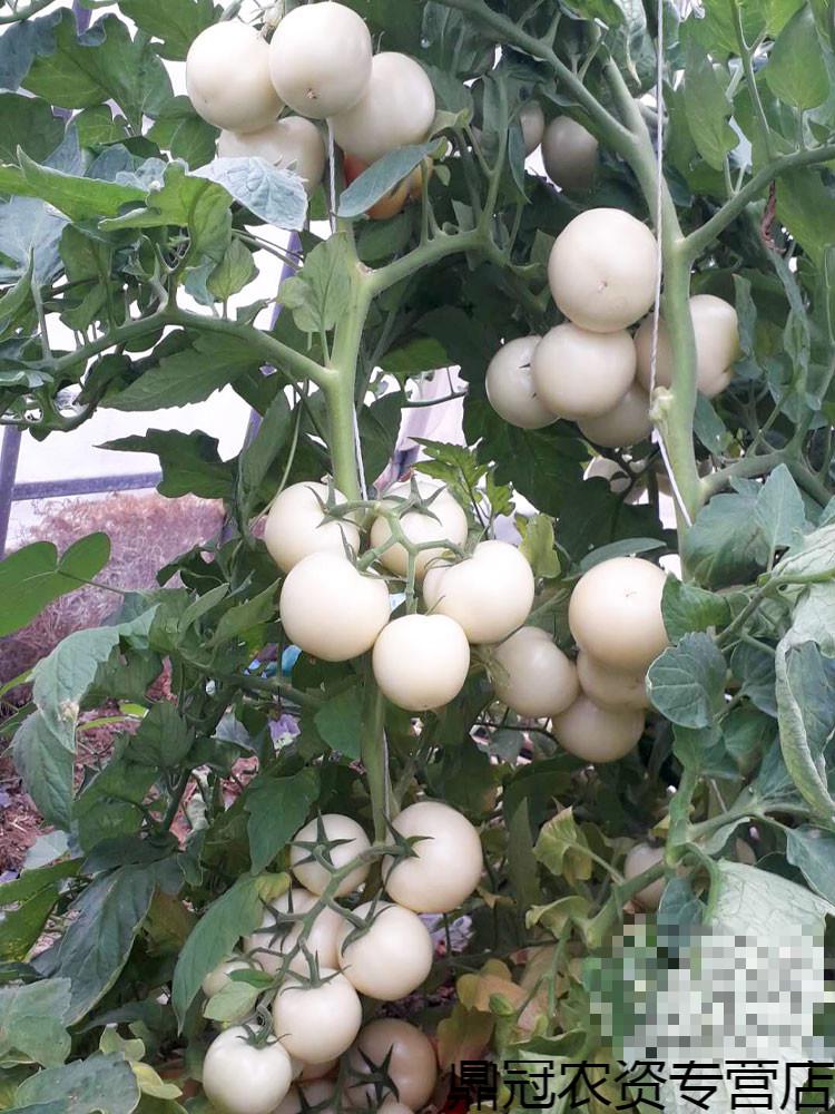 白钻石番茄种子种籽孑西红柿蔬菜菜种特色菜籽四季观光园稀有籽种 黄