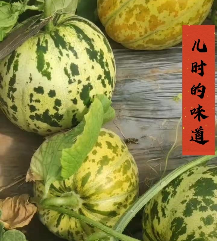 颜曼菁顺丰直达新鲜现摘山东潍坊老面瓜花皮面瓜香瓜黑皮面瓜黄皮面瓜