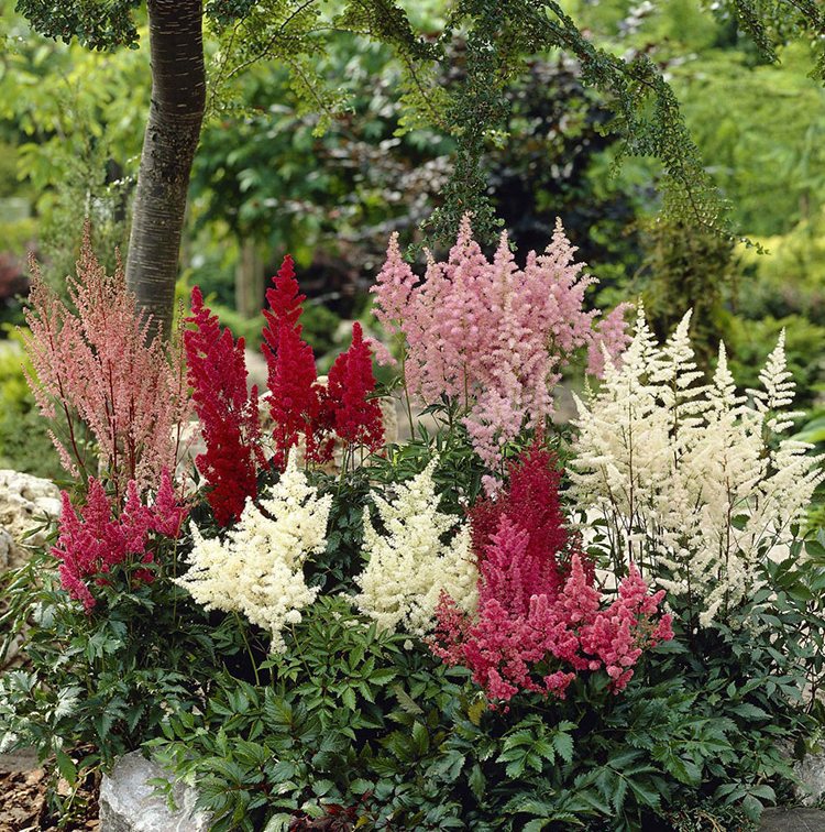 满10送1 盆栽低矮品种 落新妇块根 多年生宿根花卉 耐寒喜阴 瞩目 1棵