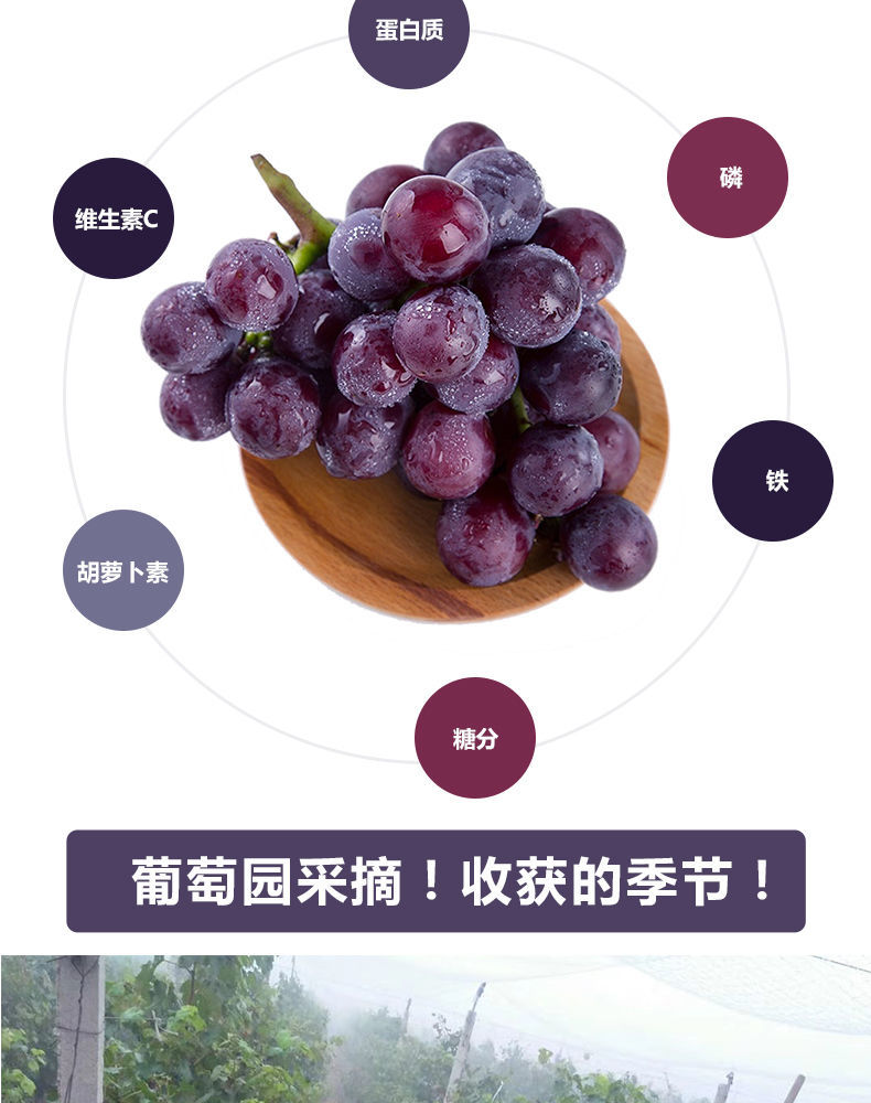 (顺丰)巨峰葡萄新鲜 采摘 果园直发 酸甜 孕妇水果 2斤