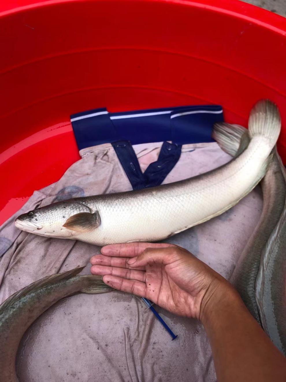 水木风 白乌鱼 白甲雷龙 白化黑鱼 乌鱼 财鱼活体观赏鱼 淡水凶猛冷水