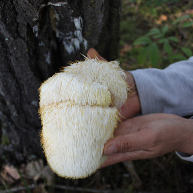 东北猴头菇新鲜干货煲汤食用菌菇天然猴头菌代餐蘑菌 猴头菇100g农家