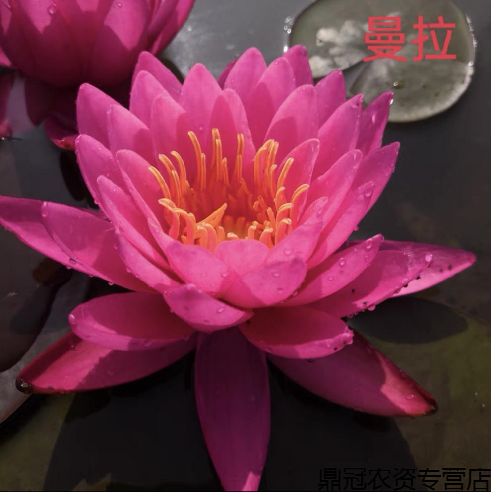 根块水生植物睡莲大根块盆栽带花苞澳毛斯特一颗510月带花苞不含盆