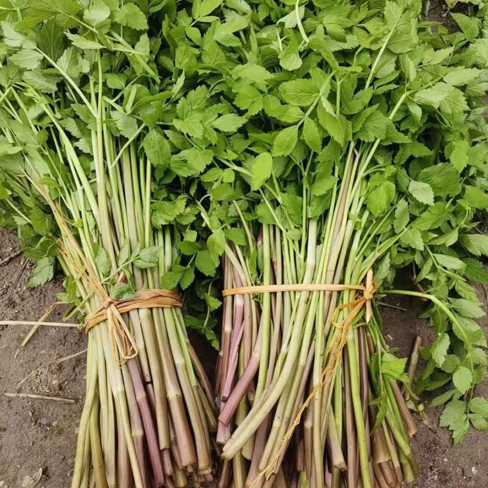 新鲜蔬菜原生态水芹菜小叶水芹菜无节水芹农家自种 2斤【图片 价格