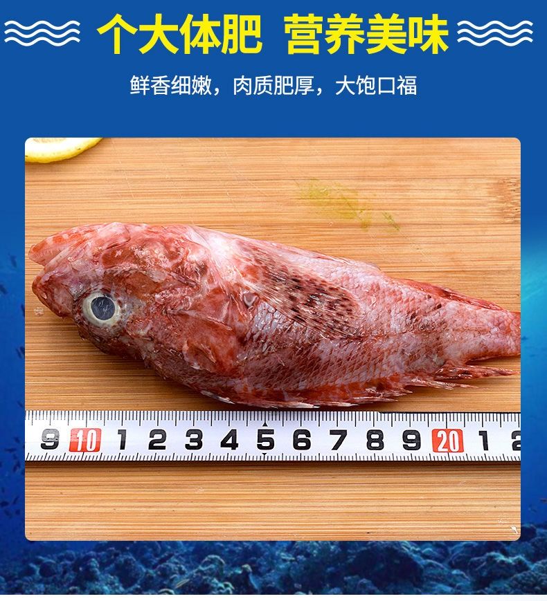顺丰野生虎头斑鱼小石斑鱼船捞冷冻海鲜水产批发石祖鱼-雨林食味 3斤
