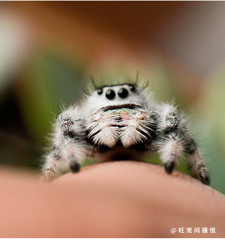【京选推荐】跳蛛宠物小蜘蛛灰佛小朋友礼物桌面迷你微景观好饲养耐活