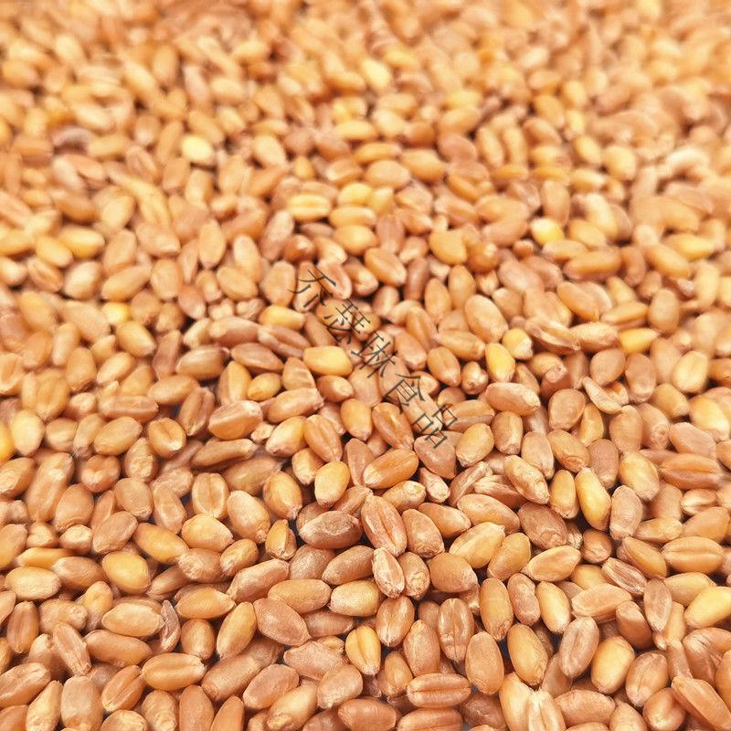 干净小麦粒喂鸡鸭鹅鸽子鸟家禽饲料原料钓鱼打窝猫草种子麦芽糖苗小麦