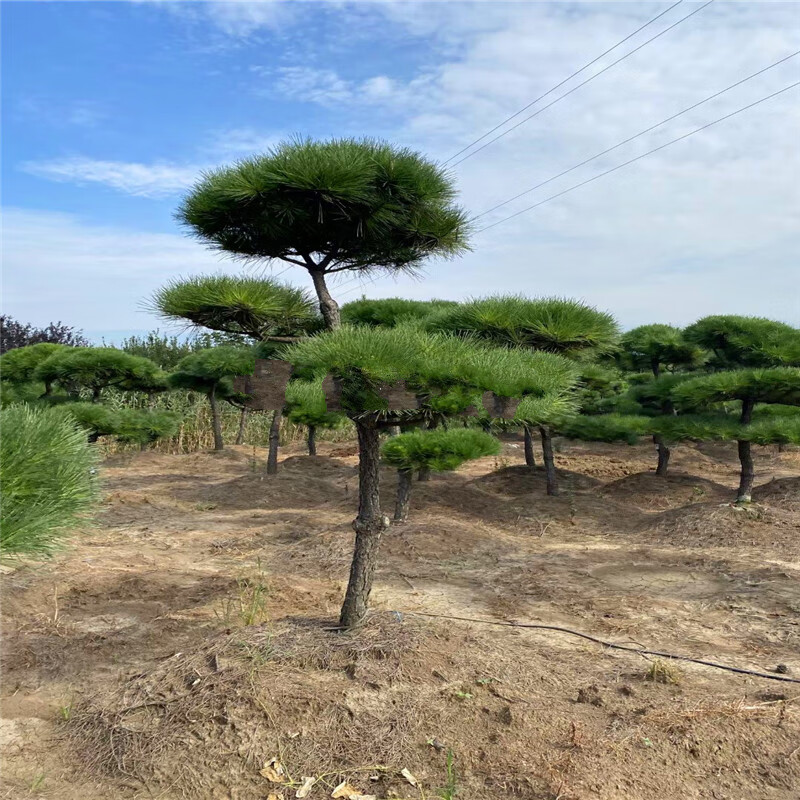 黑松造型风景树室外大型别墅公园庭院四季常青绿化苗大树苗迎客松虎雀