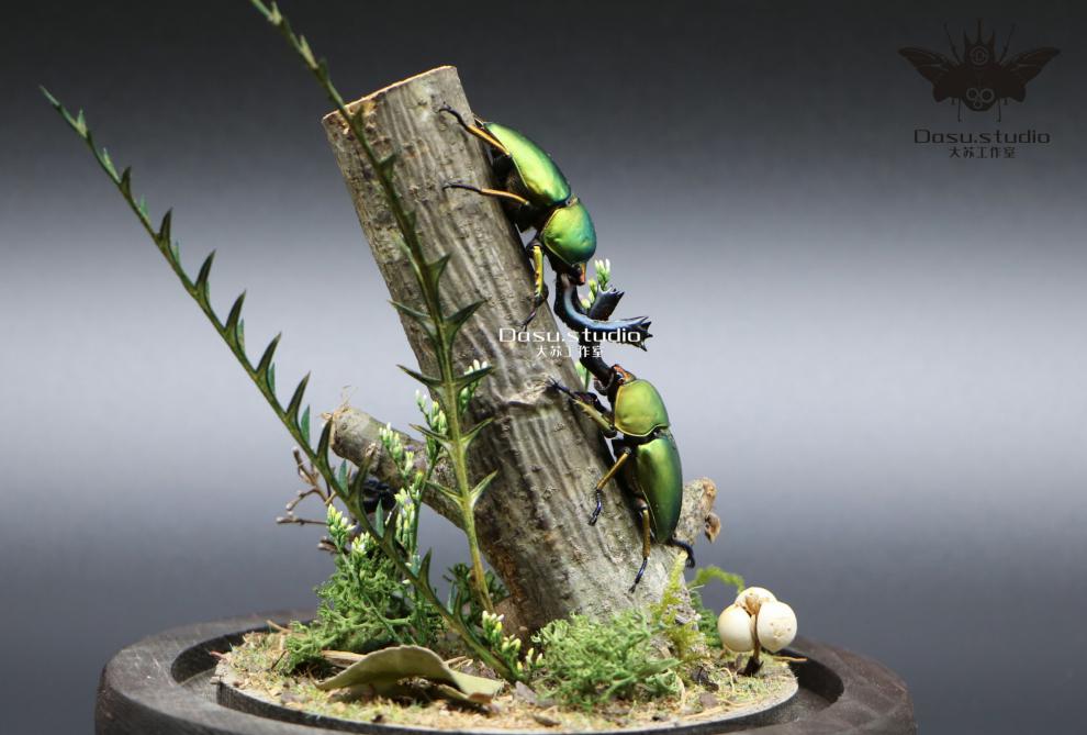 真实昆虫标本森林精灵小型甲虫生态微景观玻璃罩摆件收藏品礼物 肥凹