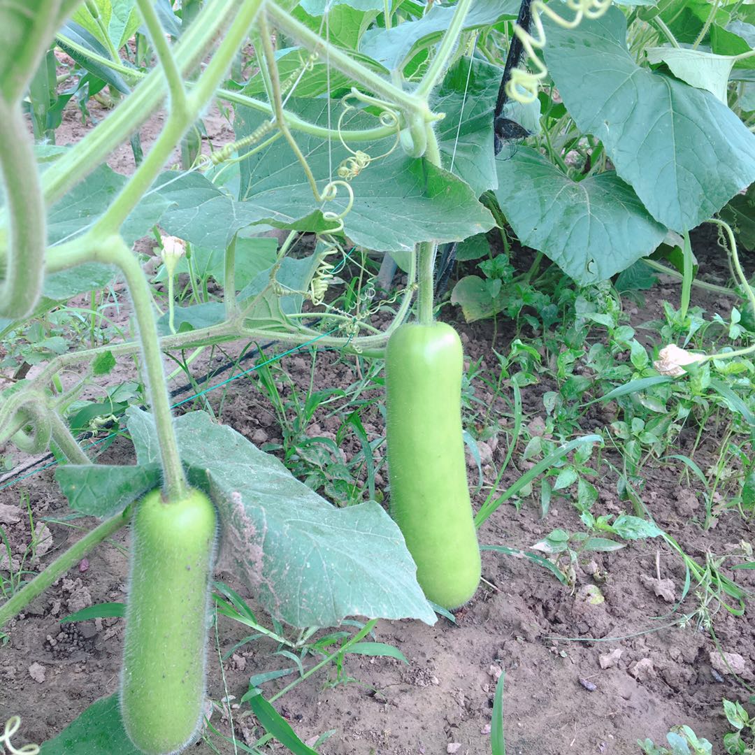 家庭菜瓜蒲瓜瓠子四季春季早短蒲瓜春季长瓠子菜葫芦瓜四季庭院 瓠子