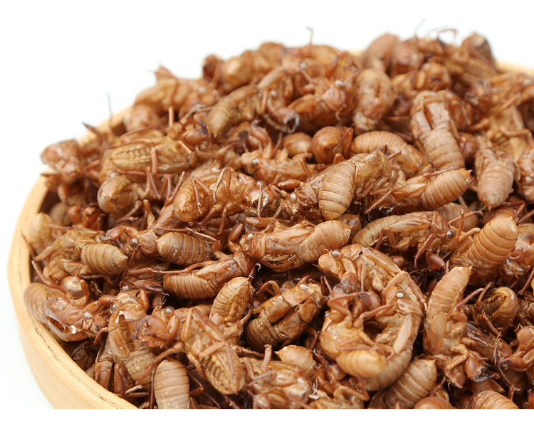 中药材野生蝉蜕100g蝉脱金蝉衣金蝉壳蝉皮蝉壳蝉衣知了皮知了壳