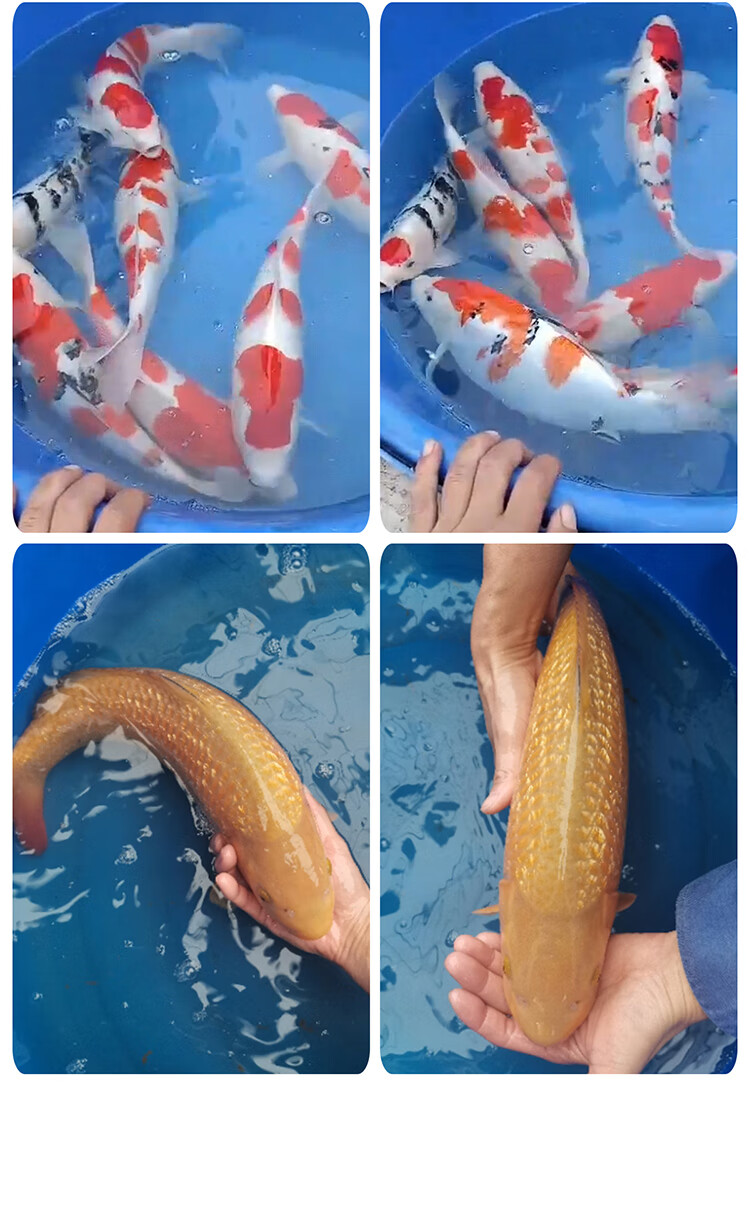 丹顶锦鲤活鱼日本纯种好养耐活小鱼苗冷水淡水活体精品正宗观赏鱼