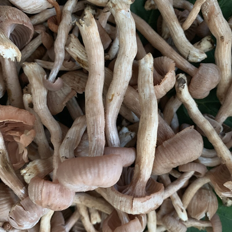 皮条菌新鲜蘑菇云南菌新鲜皮条菌500g