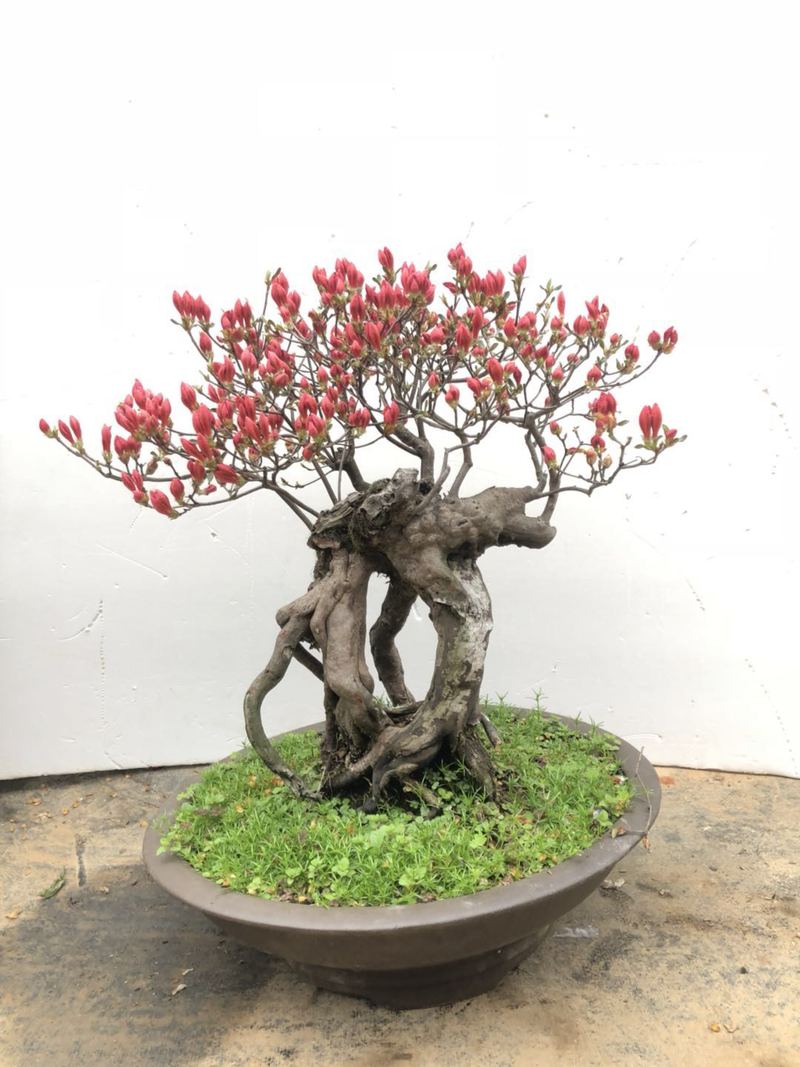 映山红造型盆景老桩实物杜鹃树桩一物一发室内外观赏植物 2号 带盆栽