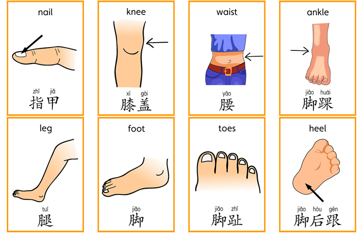拼音闪卡英语汉字拼音卡片身体部位闪卡28张幼儿园儿童单词早教认知教具28张a4卡 汉字拼音卡 图片价格品牌报价 京东