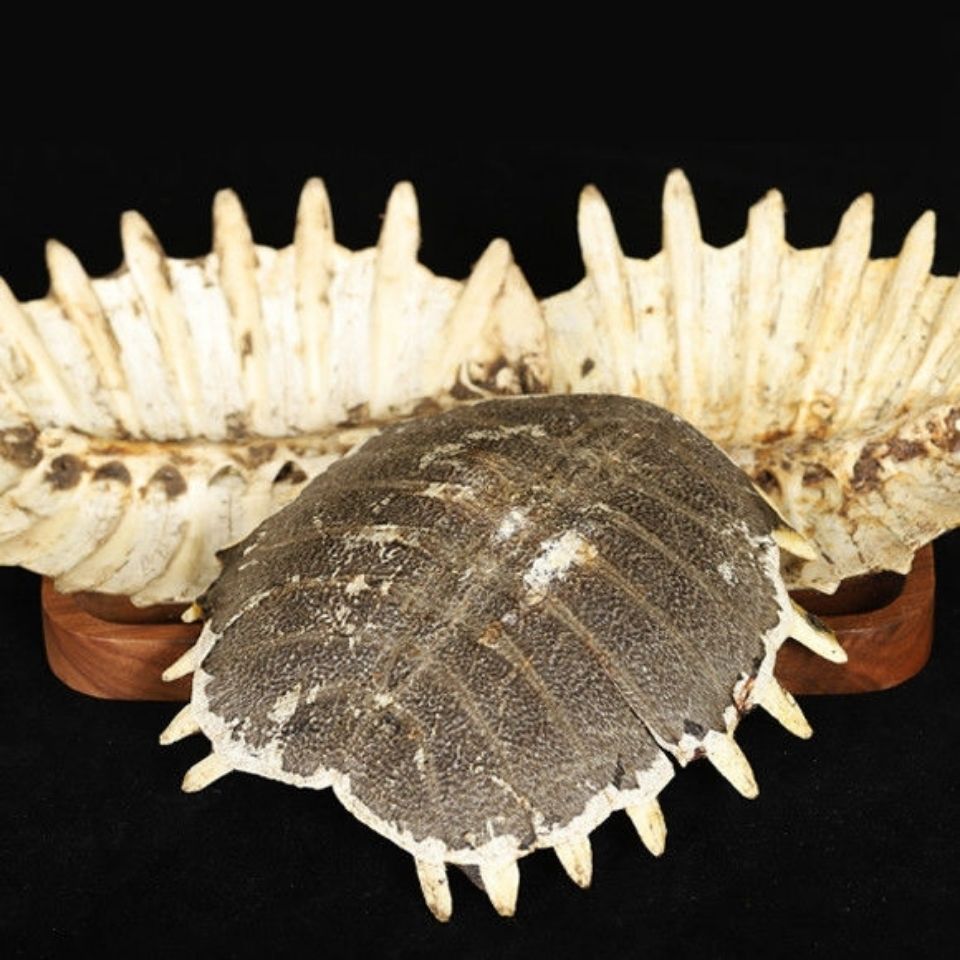 中药材制鳖甲炙鳖甲醋炒鳖甲鳖盖子甲鱼壳醋鳖甲醋制鳖甲鳖甲500克