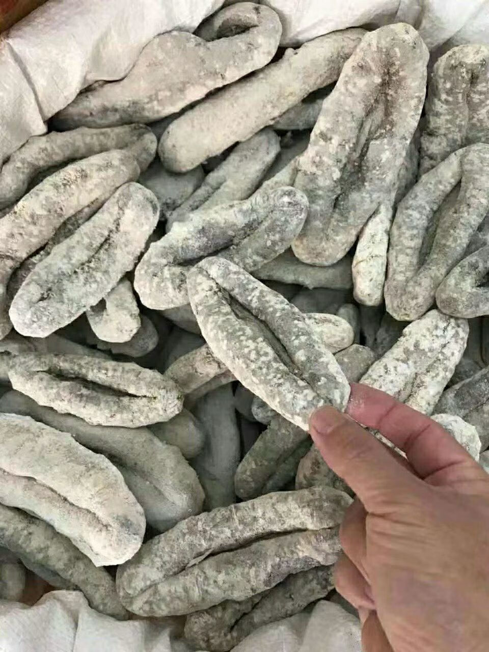 猪婆参 澳洲非州南美洲野生海参 特级白石参 淡干货 酒店供应.