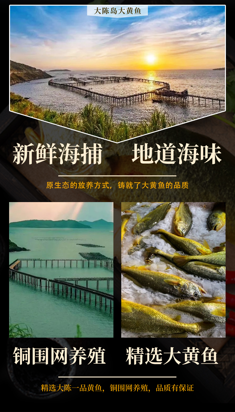 louise正宗东海大陈岛大黄鱼新鲜黄鱼鲞新鲜黄花鱼冰鲜海鲜舟山特产