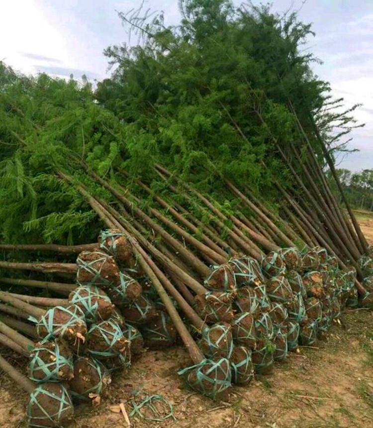 绿化景观树拆迁苗木南北方种植植物 直径 6公分粗 其他【图片 价格