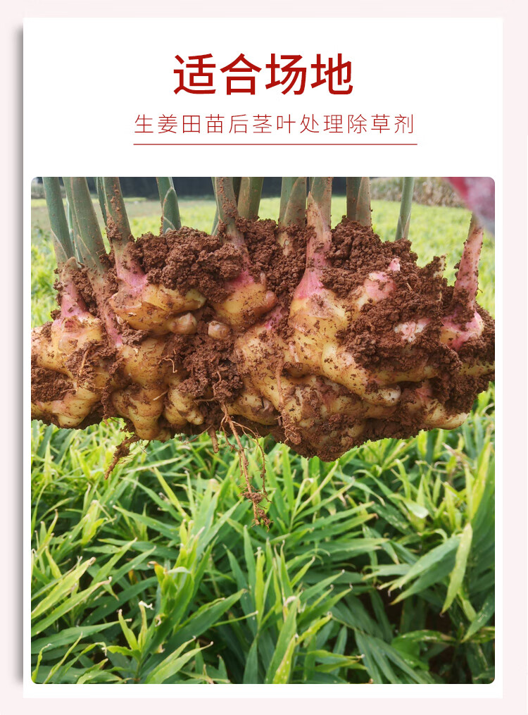 生姜除草剂靖奎禾灵农药大姜仔姜姜田姜地除杂草苗后专用除草药剂