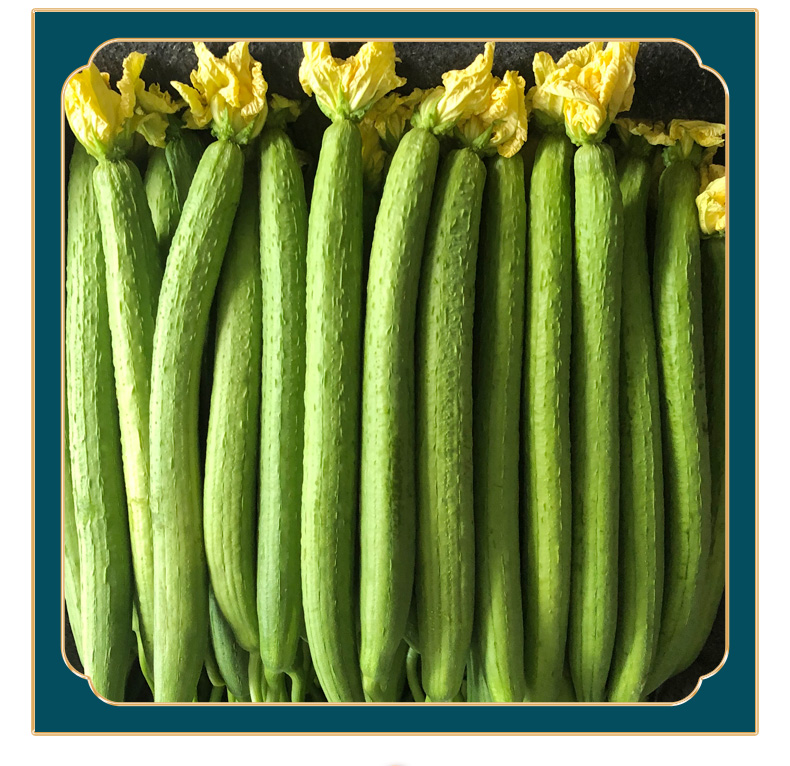 丝瓜新鲜丝瓜农家自种奶油丝瓜绿皮长丝瓜时令疏菜10斤奶油丝瓜