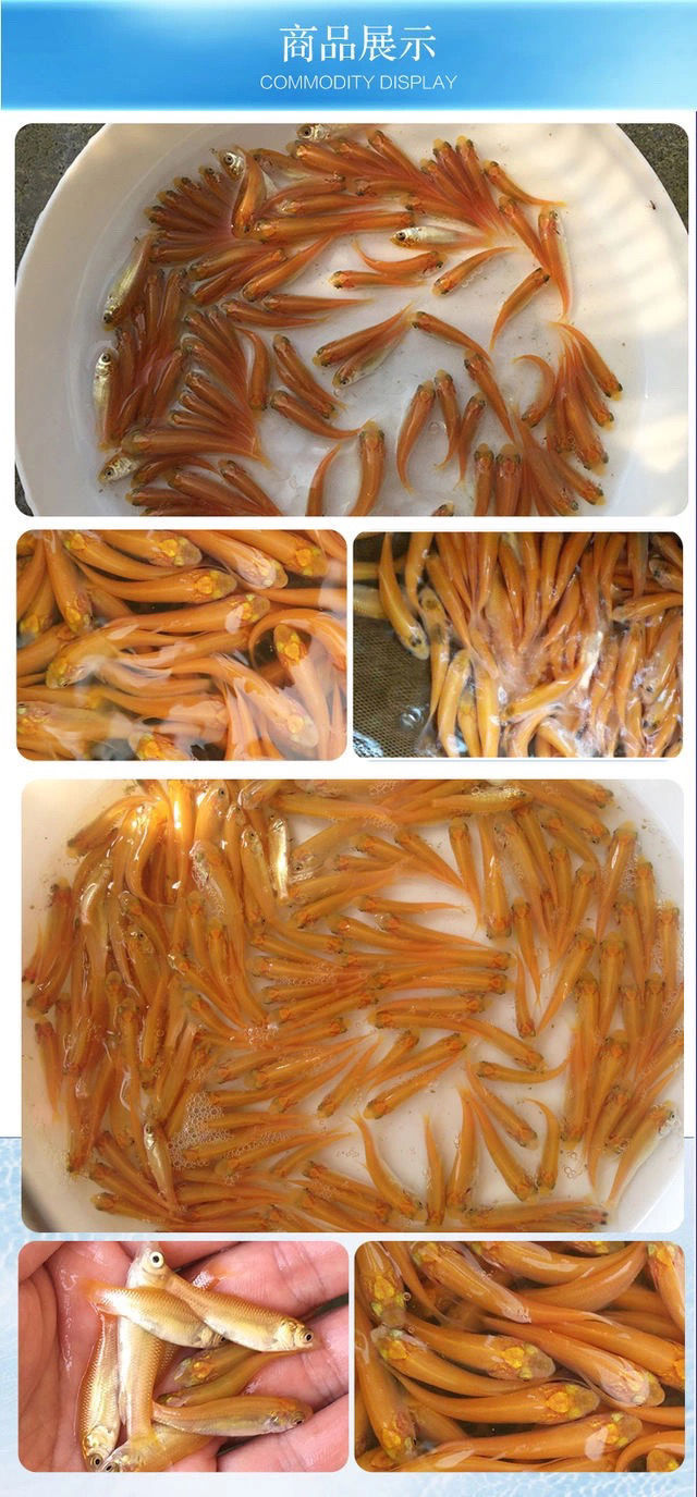 金草鱼苗红草鱼金丝草鱼俄罗斯金草鱼苗批的发大鱼苗淡水养殖食用  