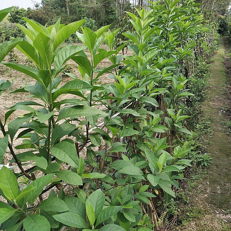 南非叶树苗带土发货阳台庭院植物将军叶南非叶树苗南非叶草药苗种植
