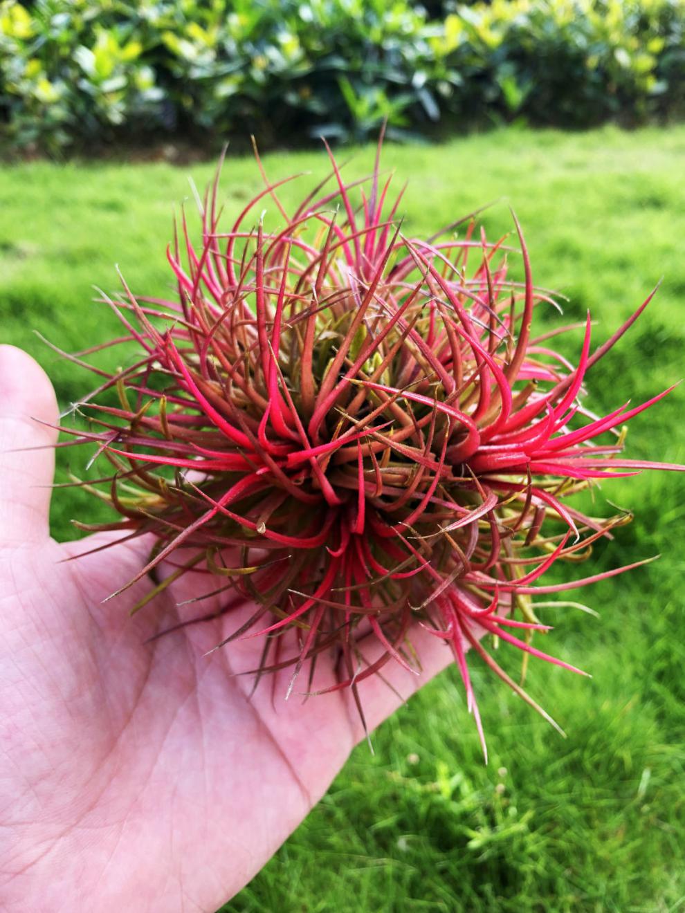 空气凤梨 红精灵群生吊挂桌摆好看的精灵球 休斯顿群生3-5头【图片