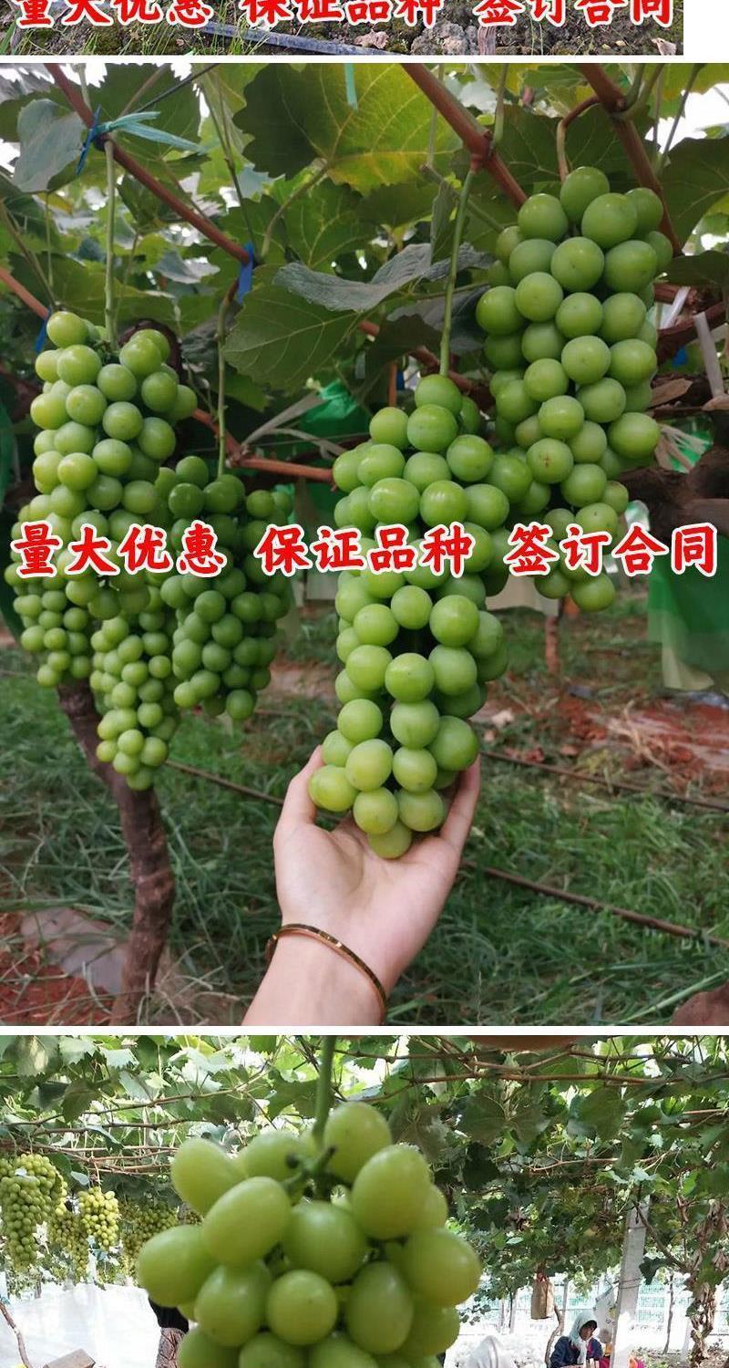新品种阳光玫瑰葡萄苗南方北方种植无核青提嫁接葡萄树苗当年结果3年