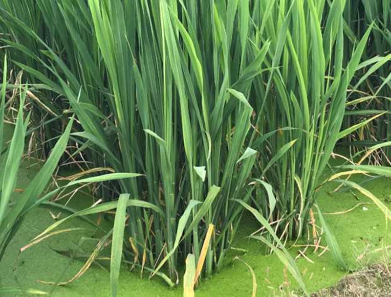 hqc水生蔬菜苗茭白种苗双季早熟茭白苗高瓜苗高笋苗茭白苗老蹲苗d820