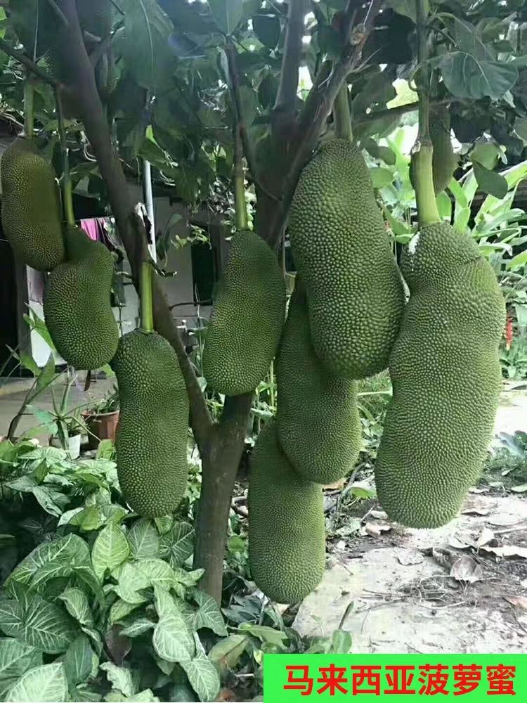 榴莲树苗泰国嫁接苗海南菠萝蜜带土带叶四季结果广西发货水果树苗2年