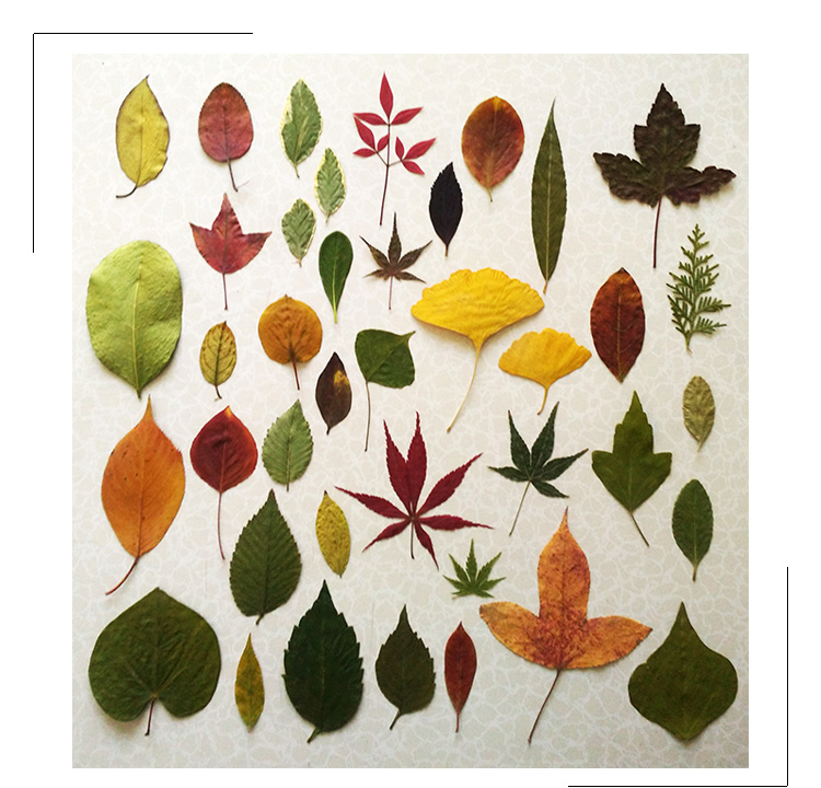 树叶diy 干叶子树叶画天然干树叶diy书签干花创意材料摄影道具幼儿园