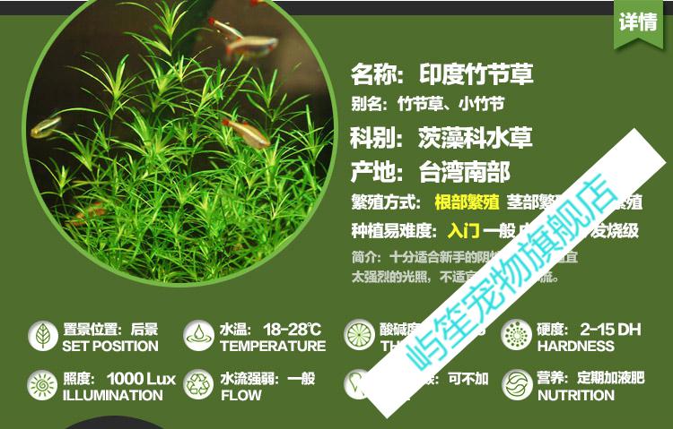 店铺推荐印度小竹节草中后景懒人新手造景虾缸躲避真金鱼藻阴性水草缸