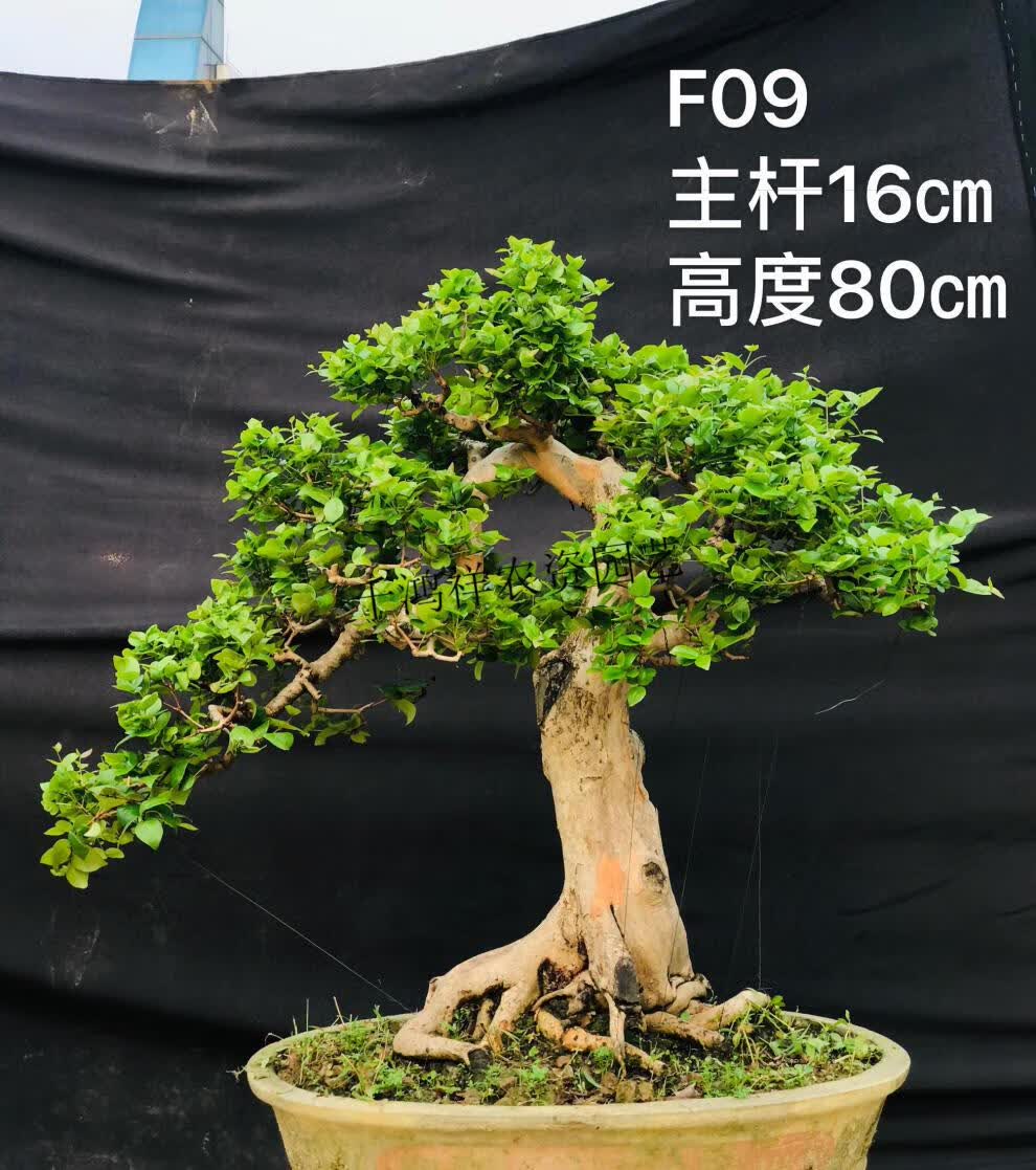 熟桩巴西红果岭南盆景老桩四季常青酉卡伊ukayi酒红色22含盆