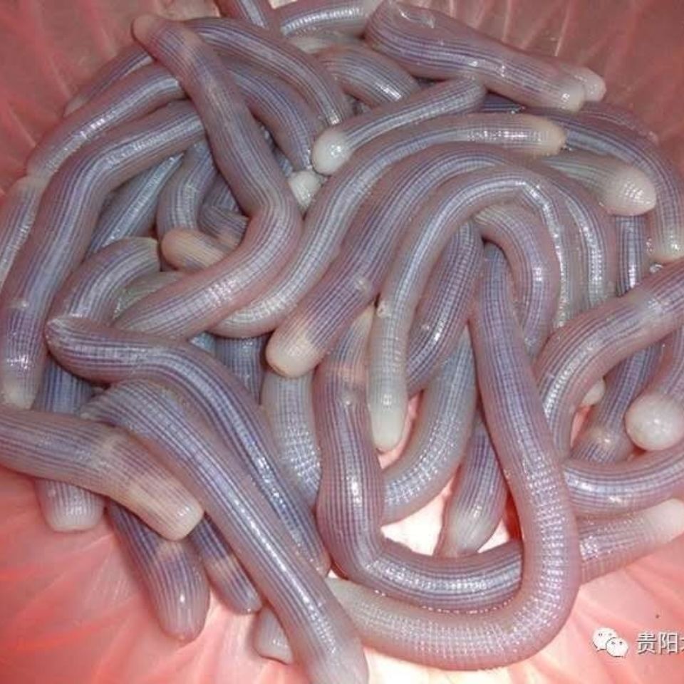 沙虫干原色黑沙虫天然沙虫干海肠子海蚕北海沙虫海鲜粥海味粥250克