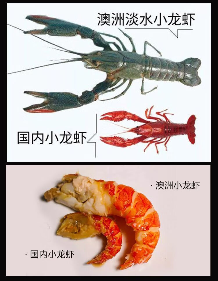 淡水澳龙淡水蓝龙澳洲龙虾小龙虾生鲜小青龙虾澳龙新鲜活冻新鲜冰冻