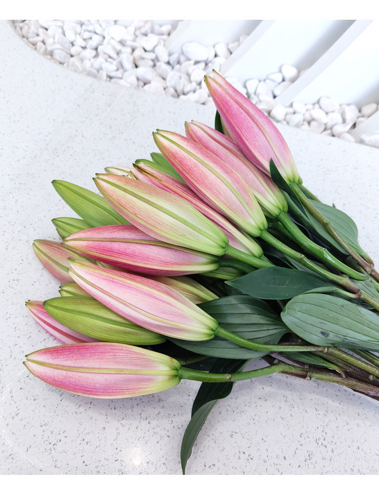 香水百合花多头鲜花云南直发百合新鲜鲜百合混搭鲜花速递水养真花星光