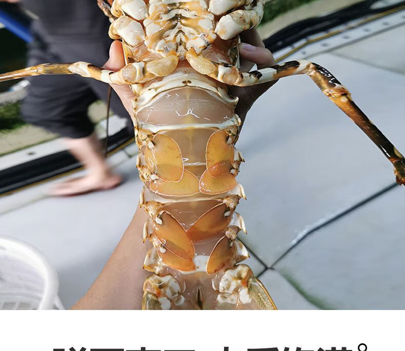 花龙澳洲大龙虾锦绣龙虾彩虹龙虾青龙高端海鲜过年过节礼品鲜冻花龙