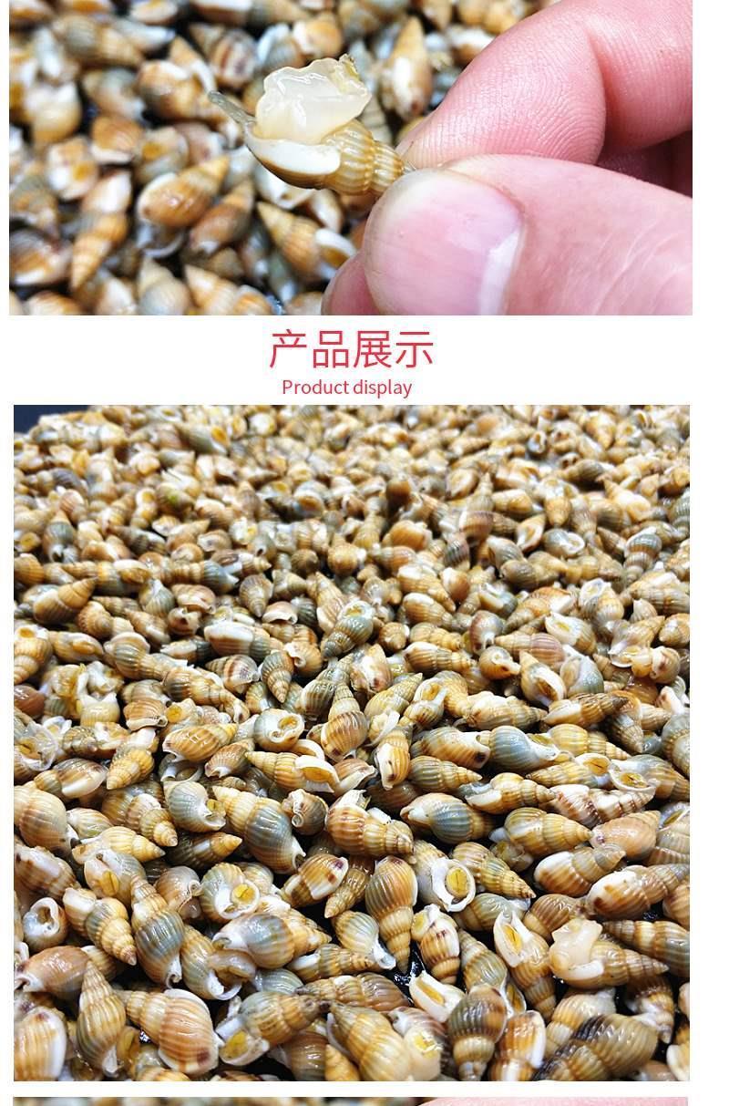 青岛鲜活鲜活海螺丝新鲜海鲜海丁大个头