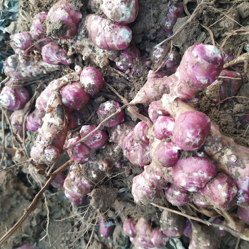 现挖新鲜红果洋姜不辣鬼子姜可腌制成泡菜咸菜10斤