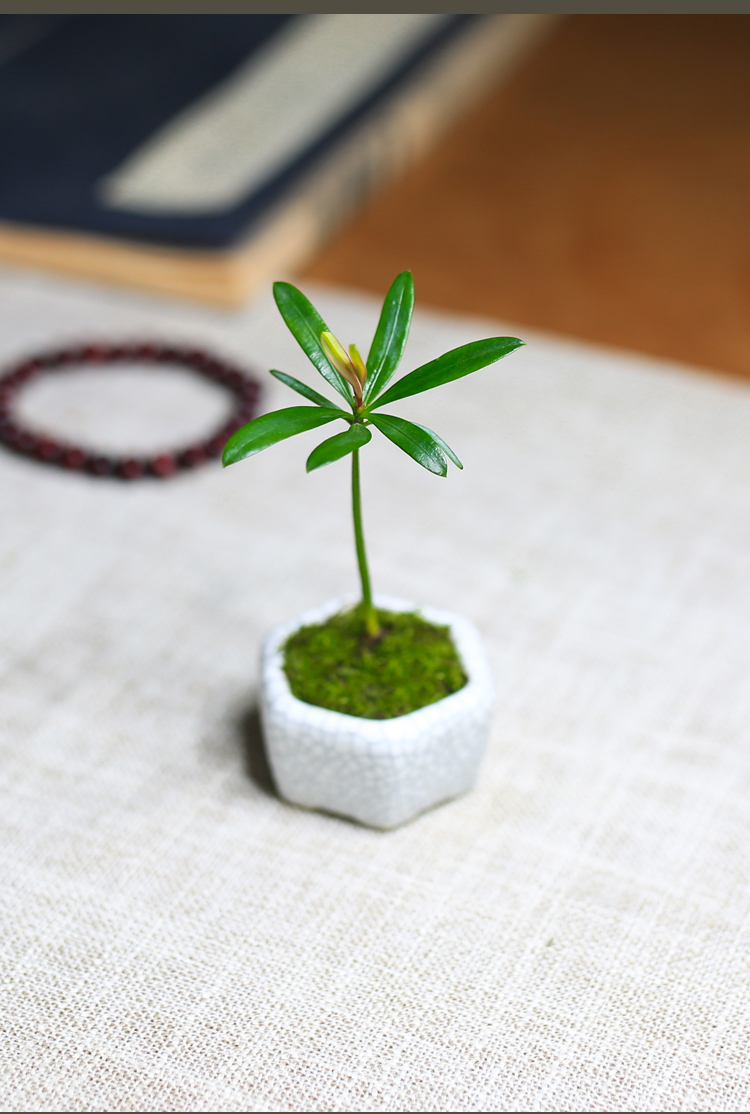 海岛罗汉松指尖微型办公室迷你常青盆栽室内桌面小摆件观叶绿植t6 款