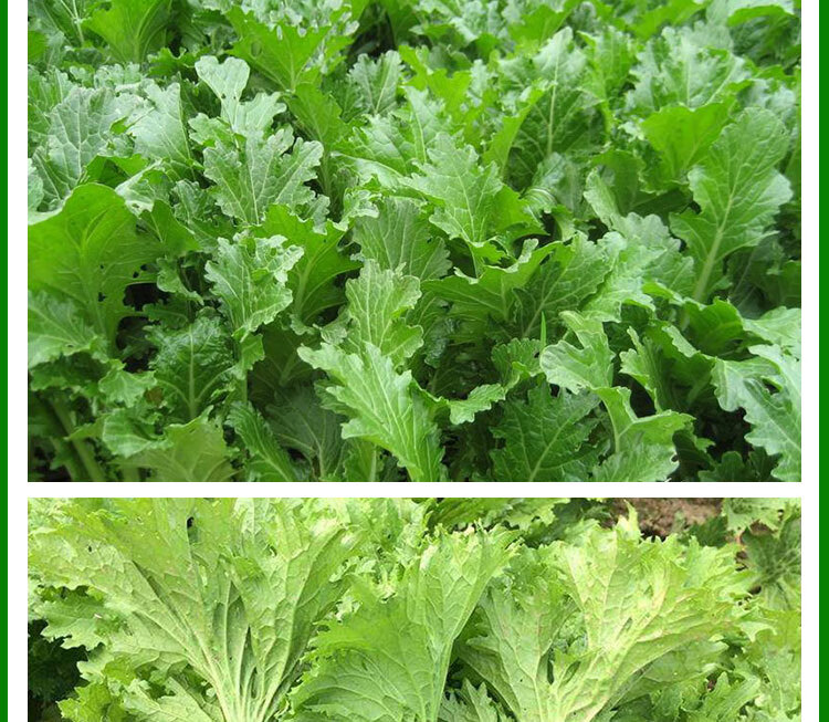 香菜种子香芥菜川崎香菜四川香菜种籽秋冬四季播阳台盆栽蔬菜种孑韩国