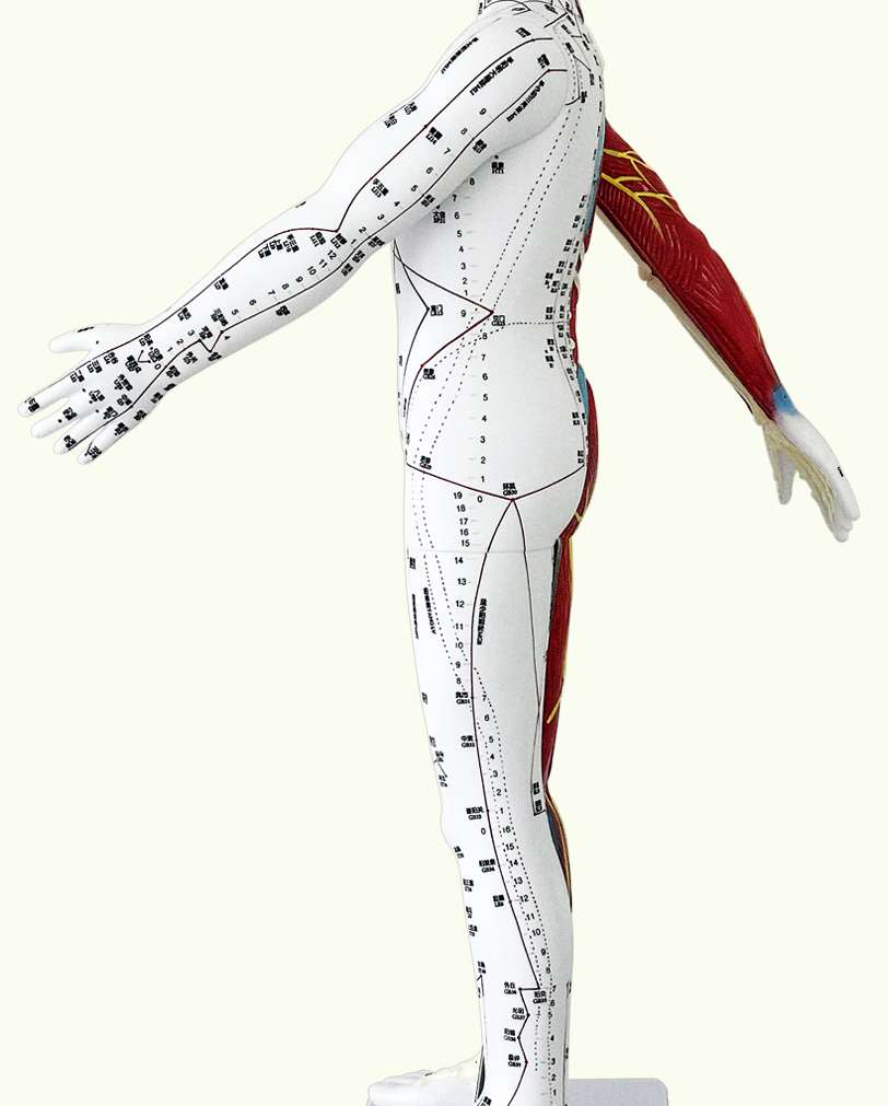 更多参数>>国产/进口:国产类别:其他适用部位:全身货号:aibbgyptt