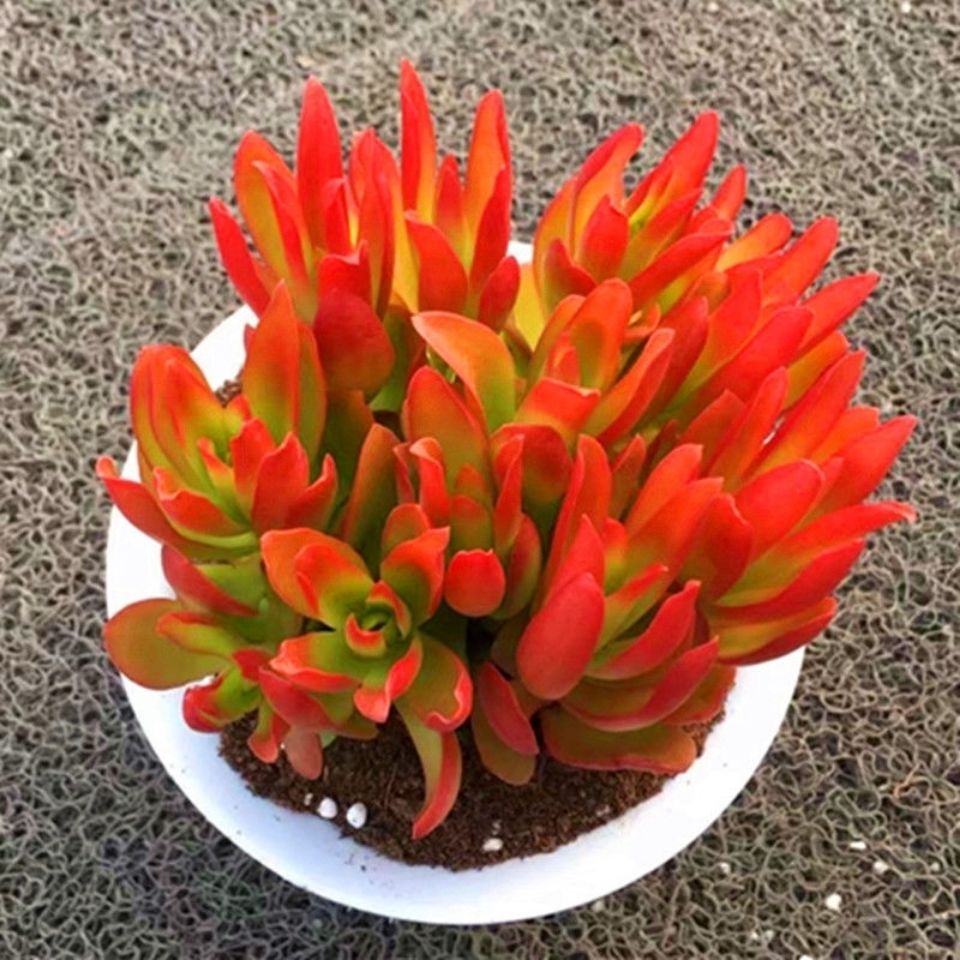 火祭多肉植物紫蝶劳伦斯红叶祭多头群生小老桩花卉绿植盆栽植物v3火祭