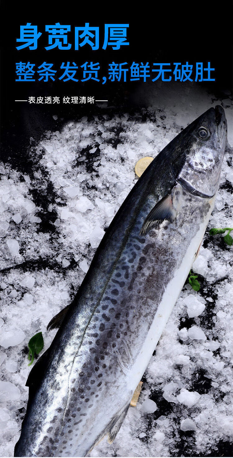 顺丰速运 新鲜大鲅鱼鲜活海捕马鲛鱼冷冻海鲜水产深海鱼 5斤 特大号