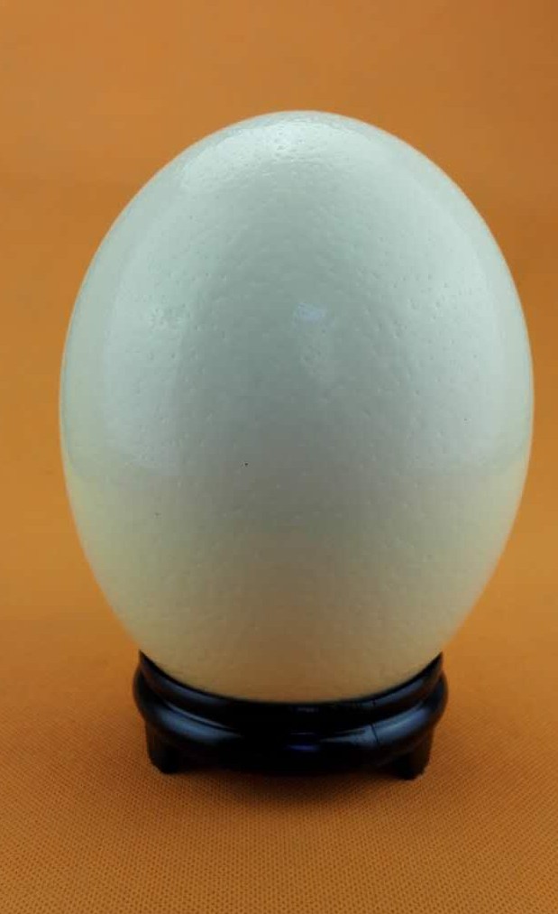 大号蛋新鲜鸵鸟蛋足3斤无