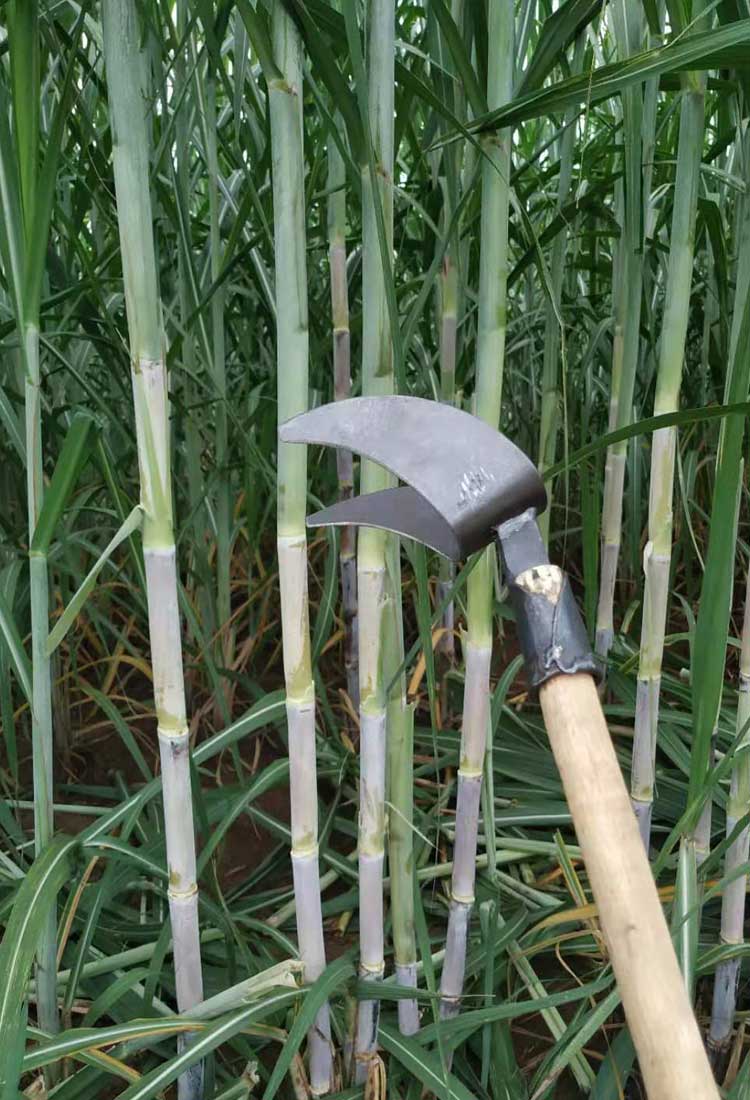 飓魁 农用剥甘蔗叶刀神器手工撕打甘蔗叶工具 扒除甘蔗修叶子刀拨叶2