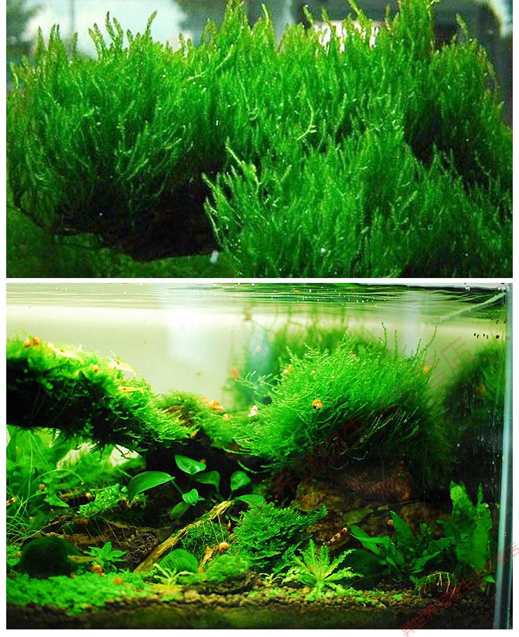 植物前景草坪阴性慕斯不用二氧化碳小三角莫斯7575cm一片买6片多加1片