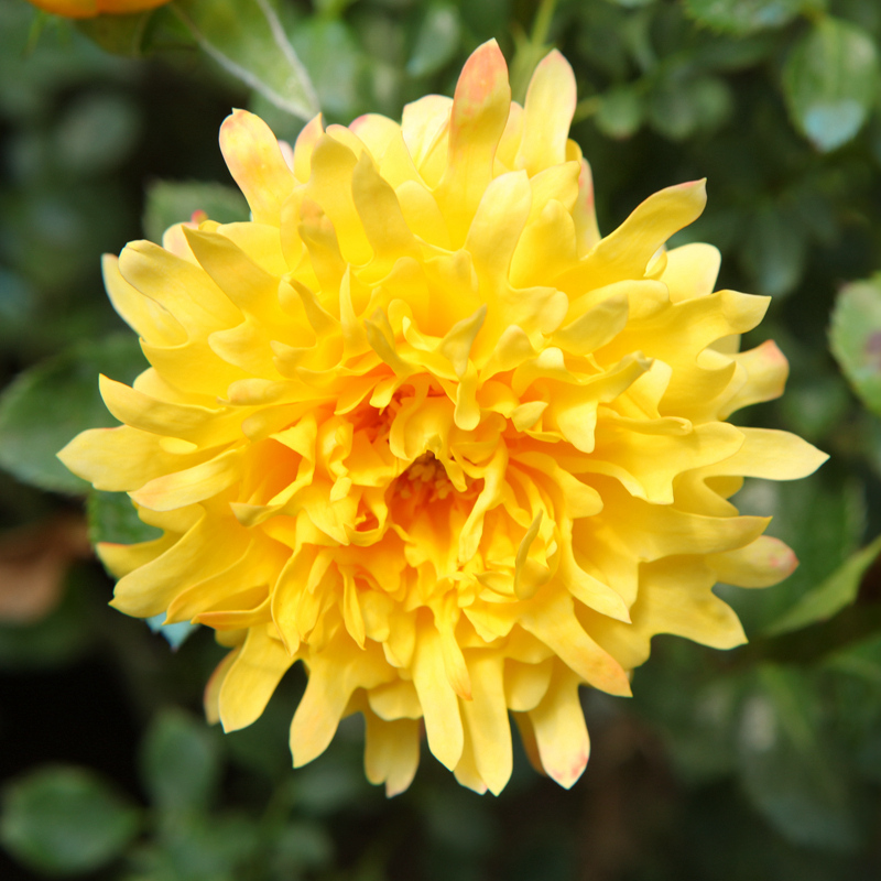 中梦 烟花波浪月季月季大苗波浪纹稀有月季玫瑰d7 烟花波浪大苗1株