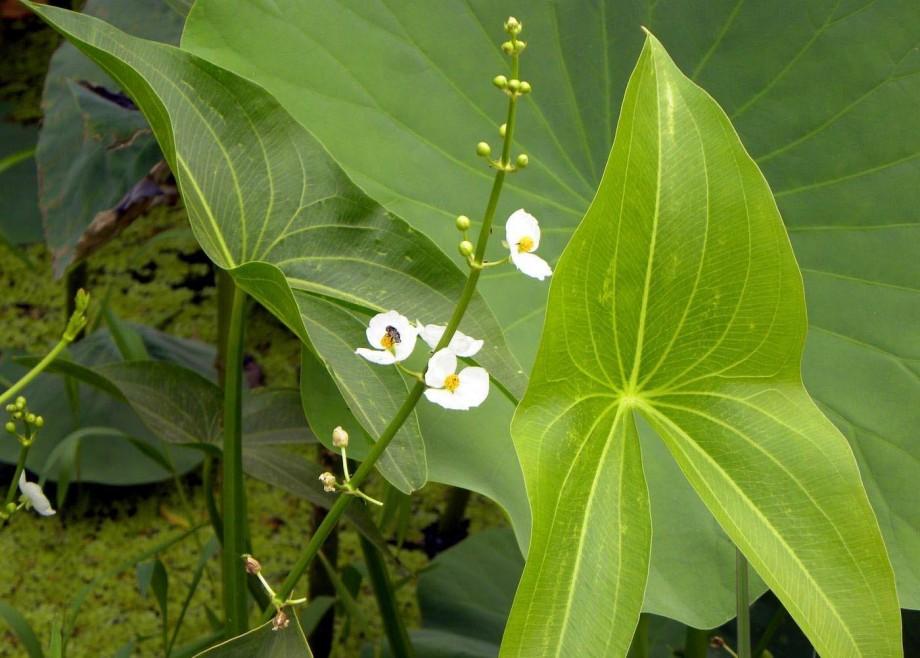 水生植物慈姑苗种苗 茨菇苗 慈菇苗 茨菰苗 沼泽过滤池塘 100株 不含